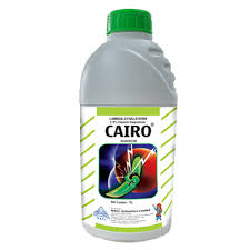 CAIRO