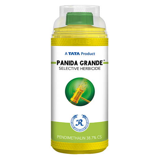 PANIDA GRANDE