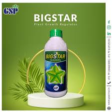 Big Star