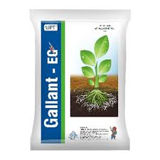 GALLANT