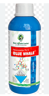 Blue Whale