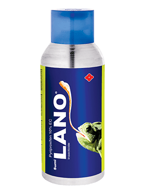 Lano