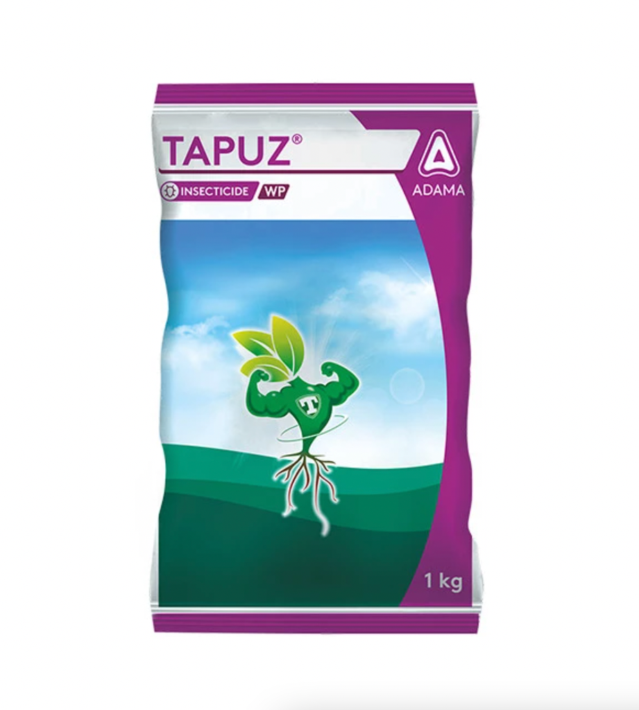 TAPUZ
