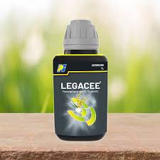 LEGACEE