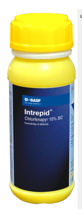 INTERPID