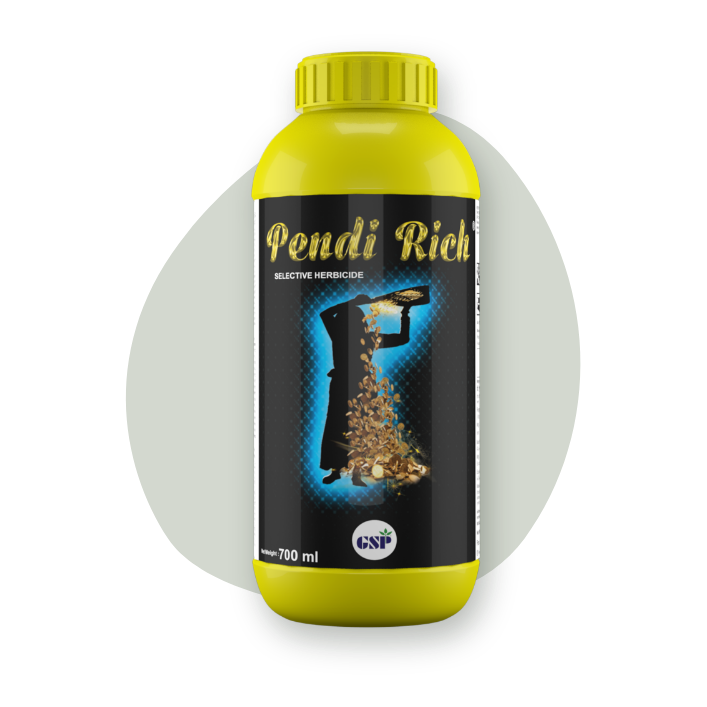 Pendi Rich