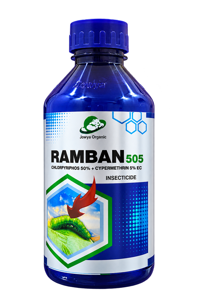 RAMBAN 505