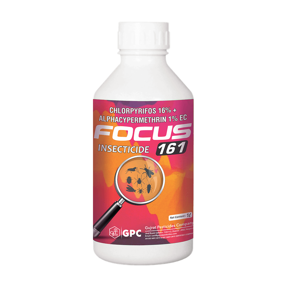 FOCUS 161